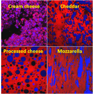 Confocal Laser Scanning Microscopy