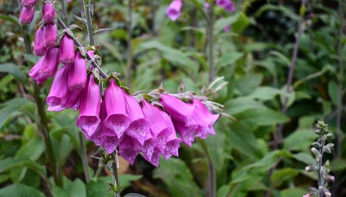 flowering foxglove
