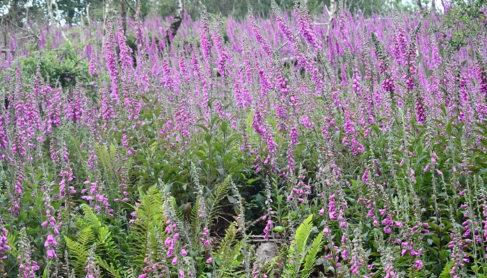 Growing Wild: Foxgloves, Cock’s Foot, Yellow Flag Iris and Sedge