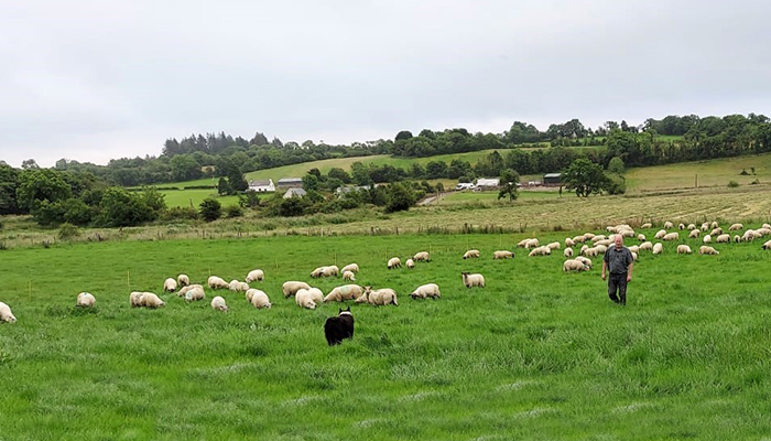 High Genetic Merit Belclare Sires Having the Desired Effect