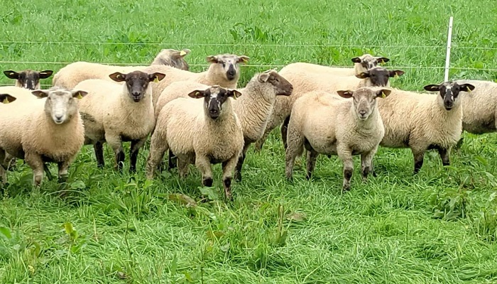 BETTER Sheep Farming with Francis Gonely