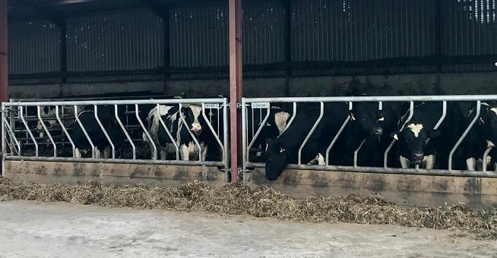 Holstein Friesian bulls being finished on Pat Collins farm