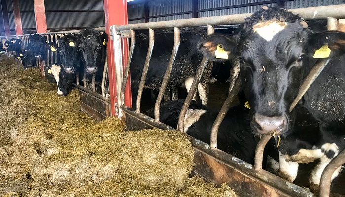 It has being a tricky grass year for Dairybeef 500 farmer Irvine Allen, but performance is good