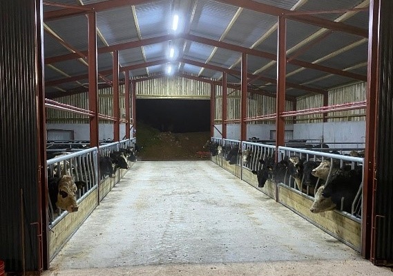 Cattle pictured in the newly constructed shed on Charlie Smyths farm