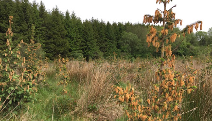 Spring frost damage to young trees and how to get grant aid
