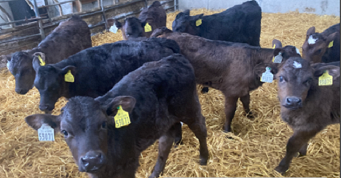 Newford update: Calving progress, replacement heifers and managing through a wet spring