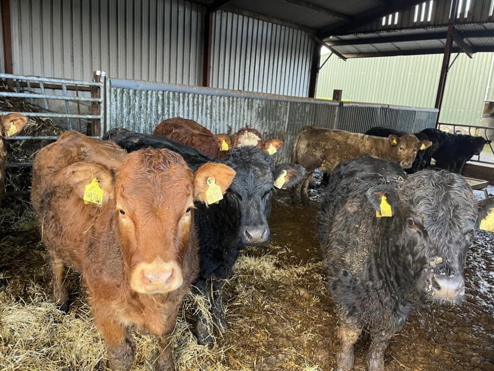 Weanling heifers