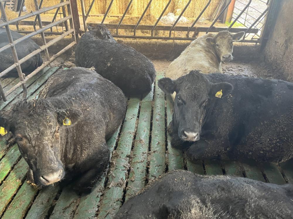 Cull cows