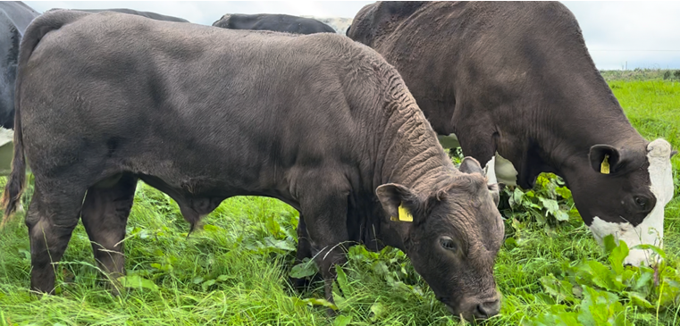 Bulls calf & his cow grazing fresh grass