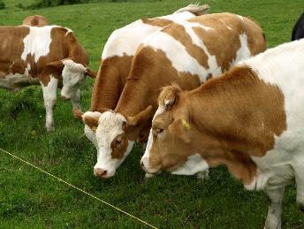 cattle grazing