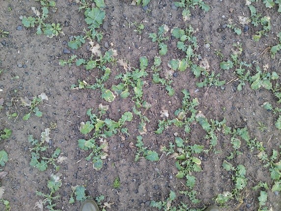 GAI of 50 percent in a winter oilseed rape crop