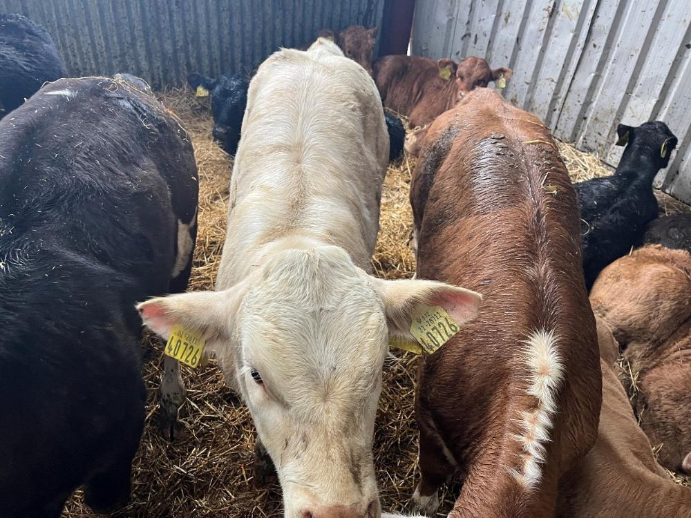Female calf born from sexed semen