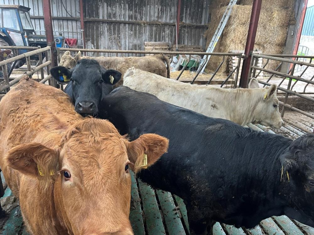 Finishing heifers