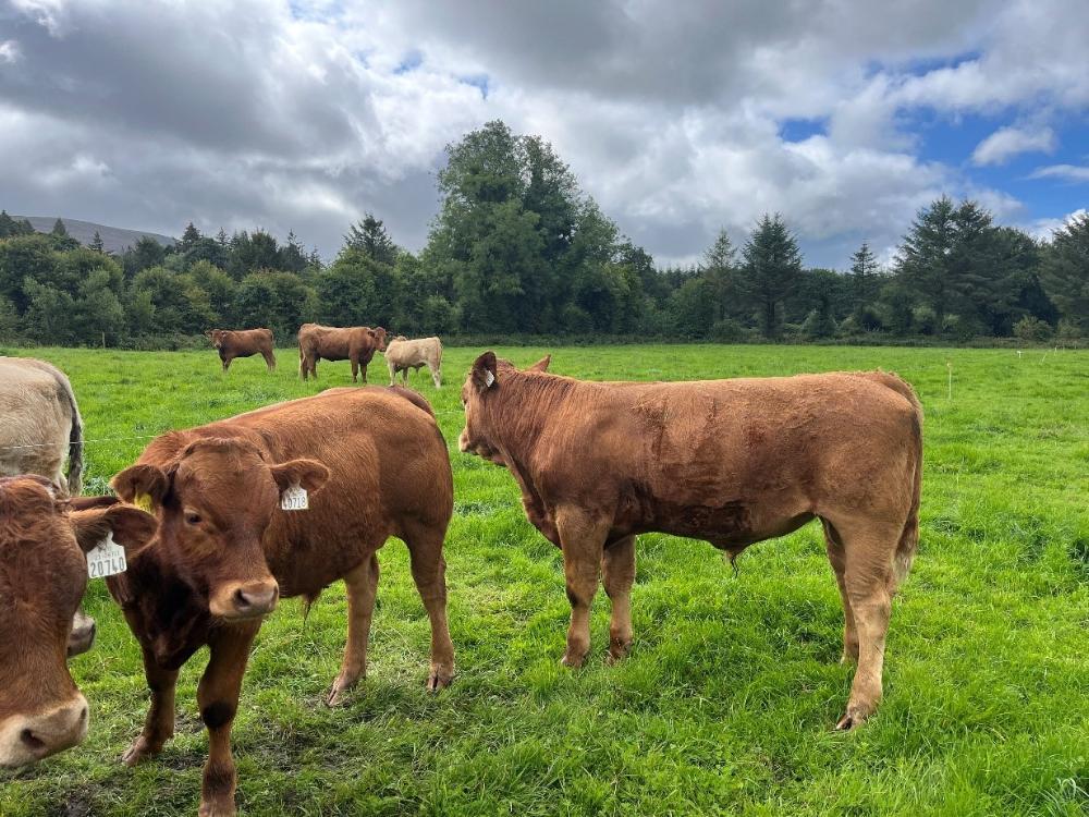 Weanling bulls at grass