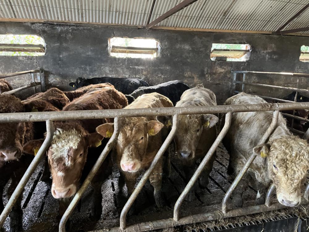 Finishing bulls