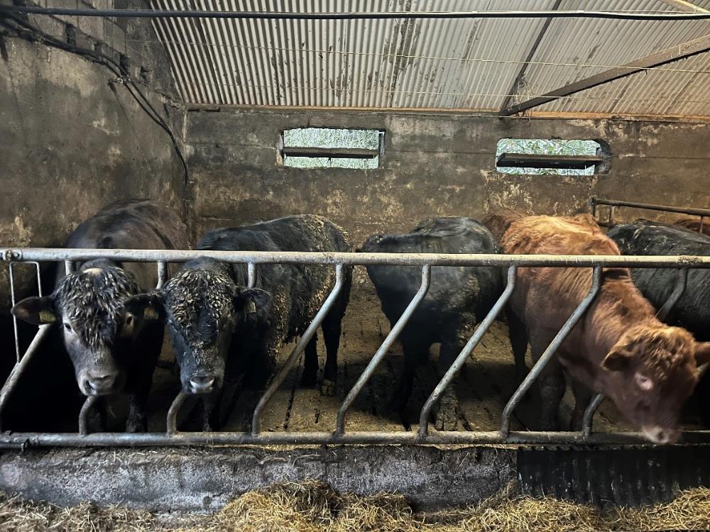 Heaviest pen of bulls