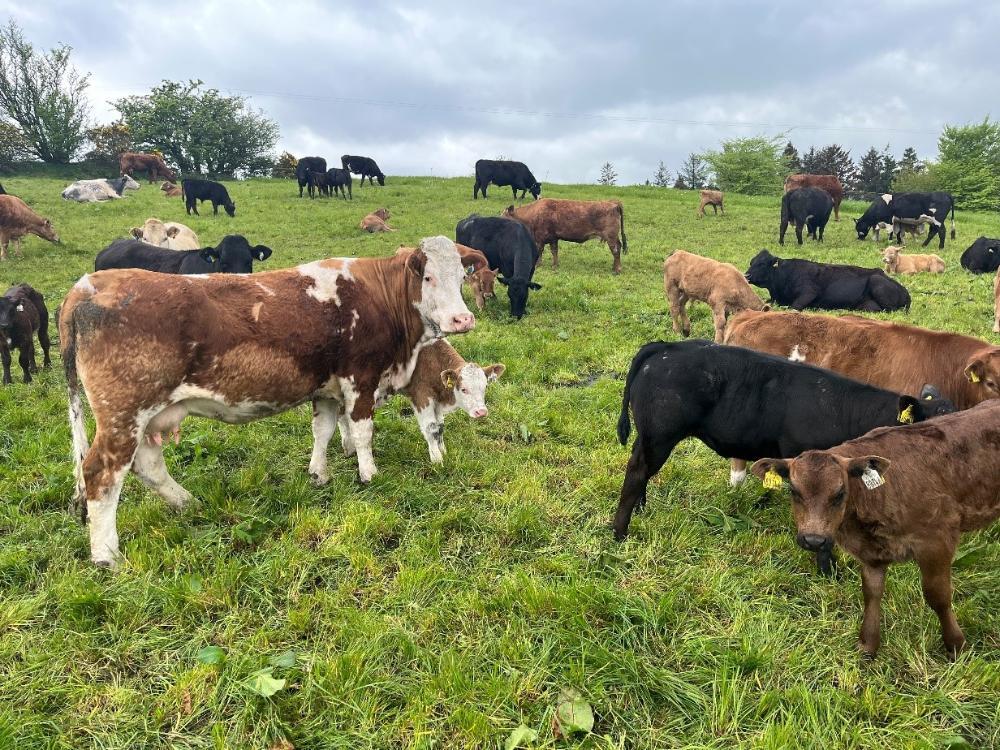 Cows and calves at grass
