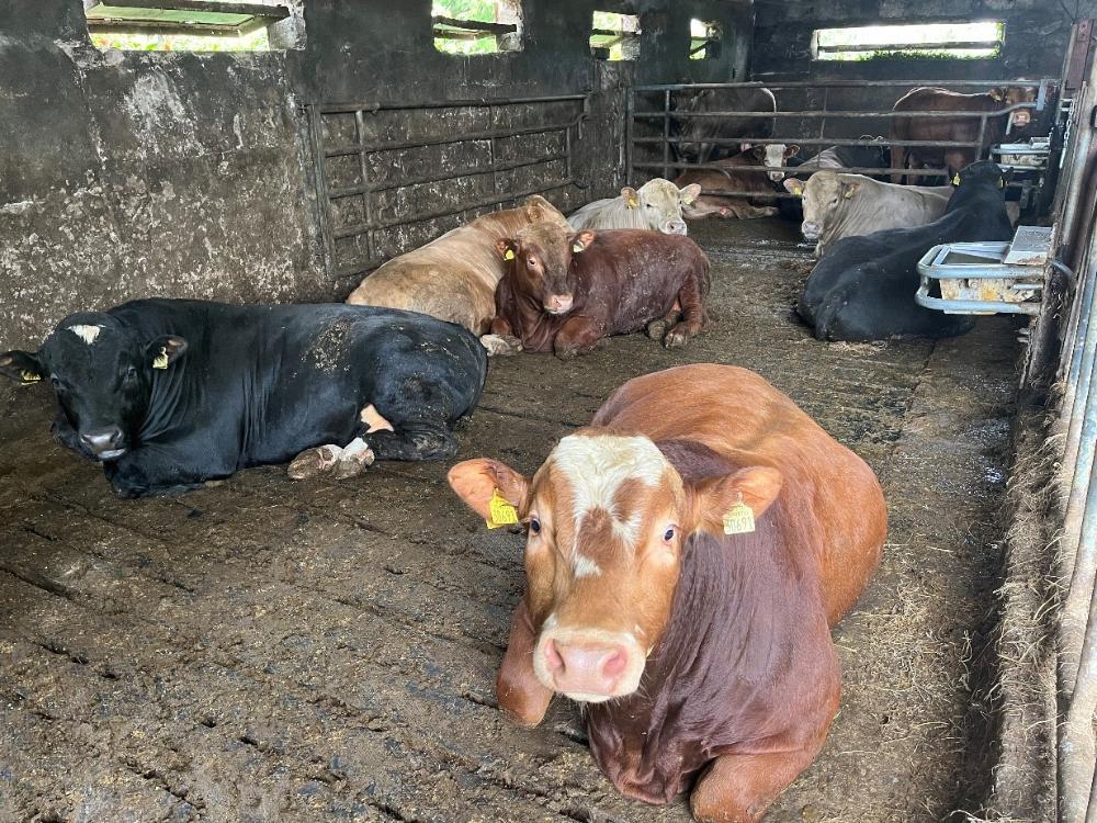 Finishing bulls lying down