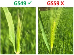 GS49 and GS59 in winter barley