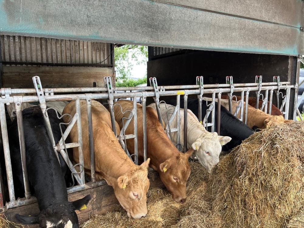 Finishing heifers eating ration in a shed