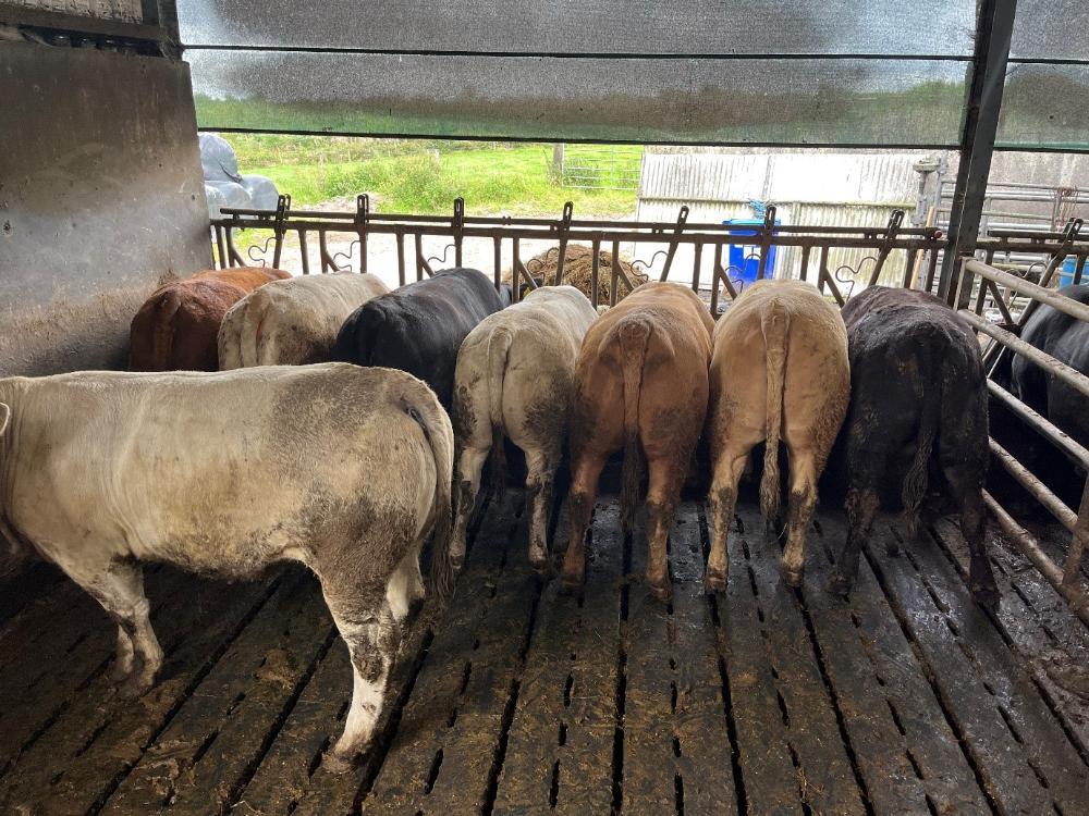 Finishing heifers