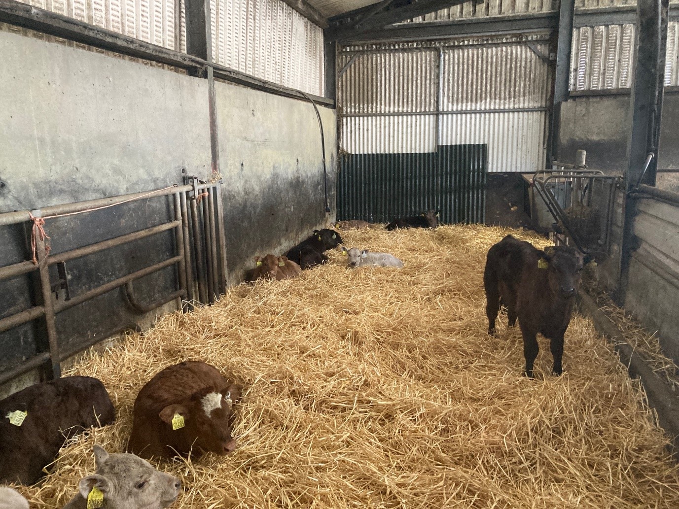 Newborn calves on Ger's farm