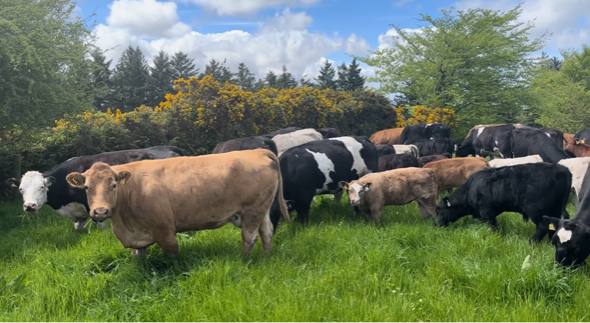 Cows and calves grazing a freshly allocated paddock