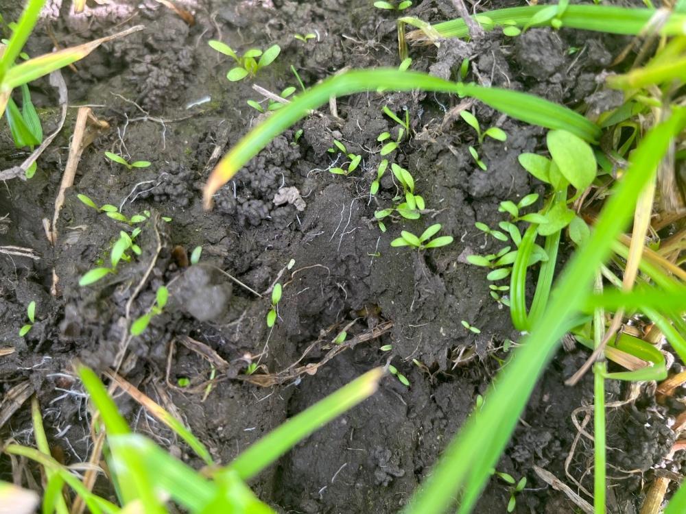 Clover seedlings appearing in a paddock