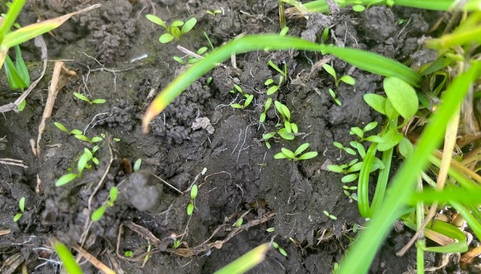 Clover seedlings beginning to establish on Ger McSweeneys farm