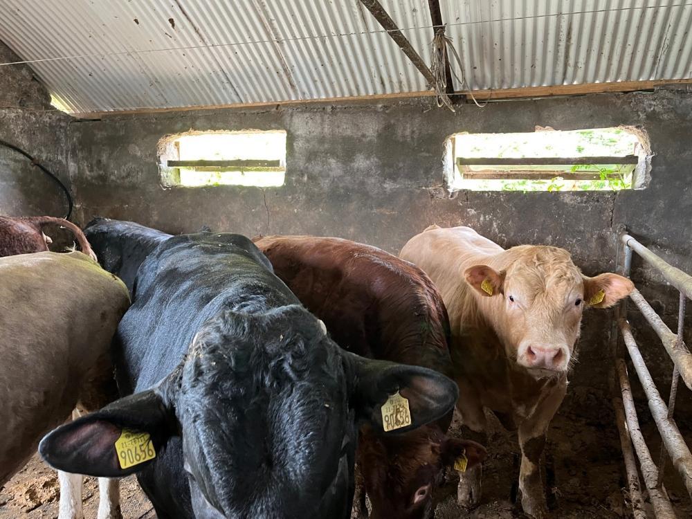 Finishing bulls in a slatted shed