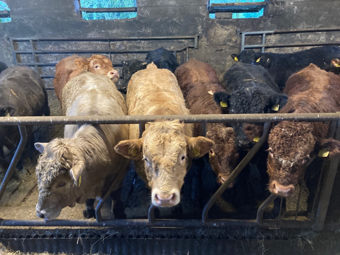 Finishing bulls on Ger's farm