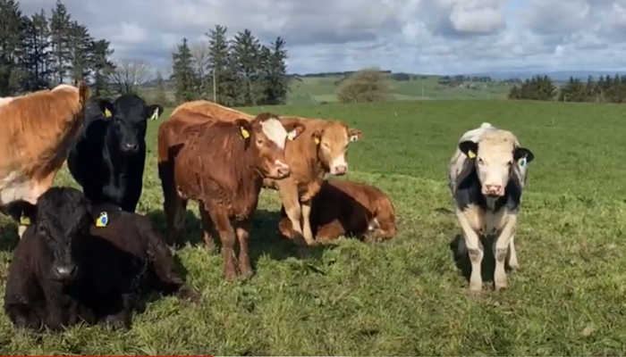 Ger McSweeney - Innovative Farm Programme