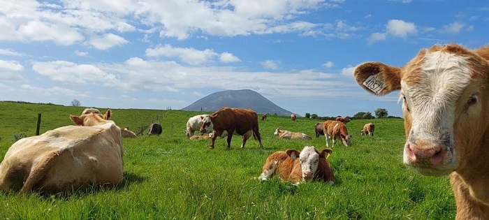 Cattle grazing in a field with mountain in background