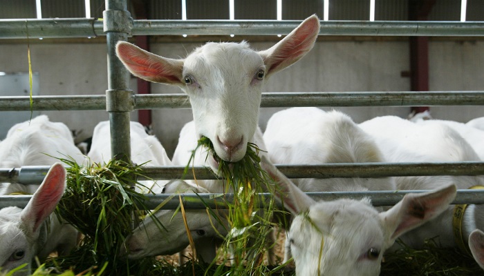 Dairy Goats