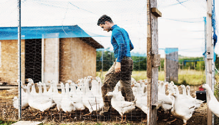 The production of free-range geese