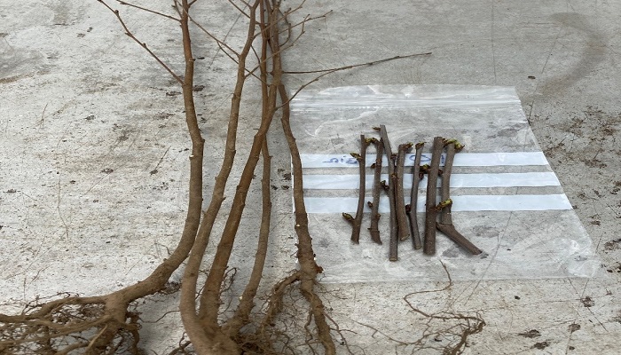 Grafting for Forestry Research