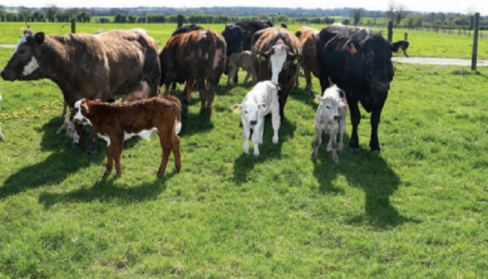 Beef 2022 is Supporting sustainable beef farming