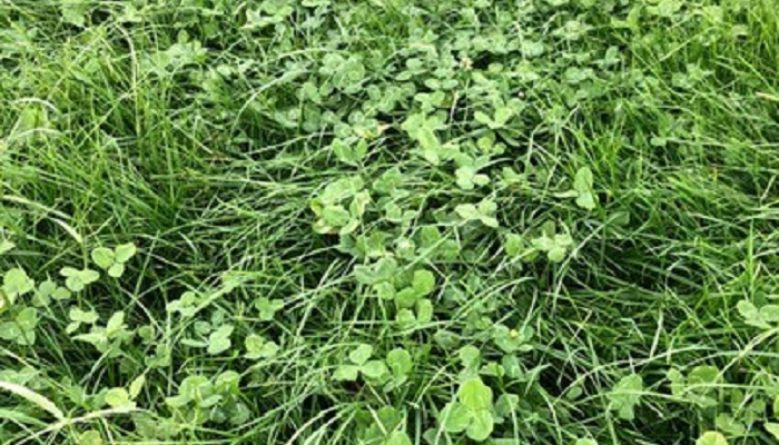 Grass10 Newsletter - 22nd March 2022