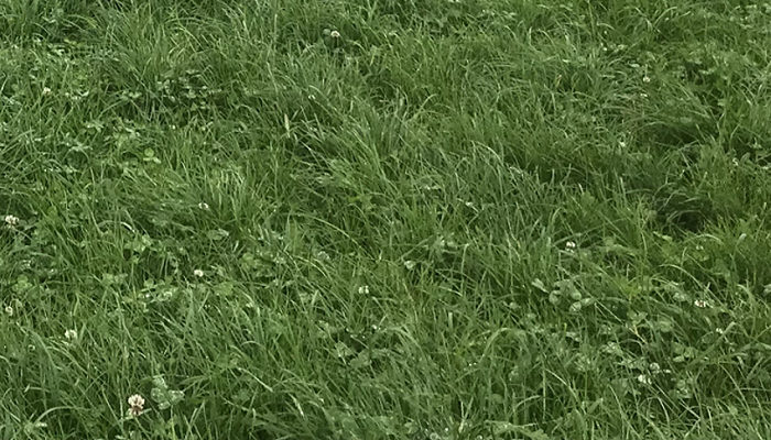 Could you grow 14Ton of grass with 200 units of Nitrogen?