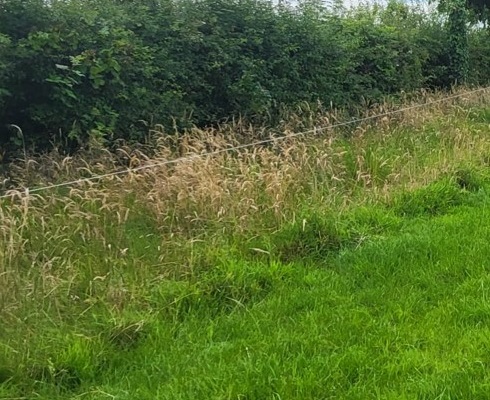 Grass margin by hedge