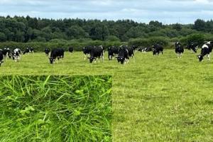 Cows crazing in field and close up of the grass sward