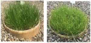 Grass showing S sufficiency