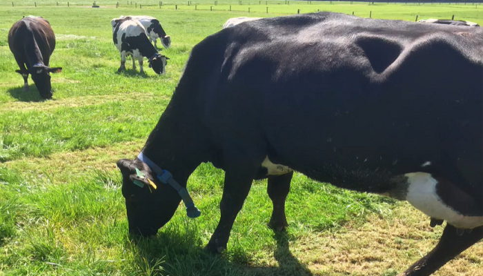 Sward utilisation Pasture Profit Index update