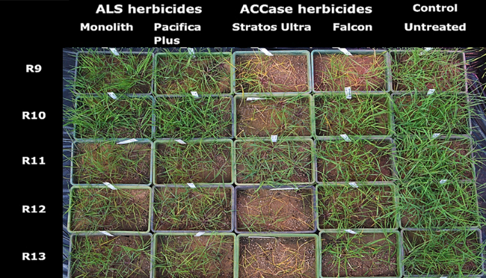 Grass weeds and herbicide resistance in crop production