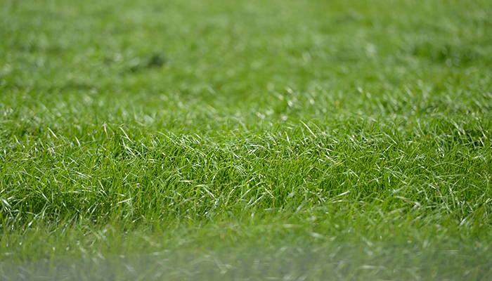 How Does Grass Grow?