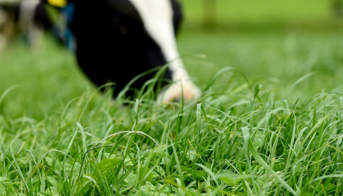 Teagasc Grass10 Grazing Courses Recommended By 99% Of Farmers!