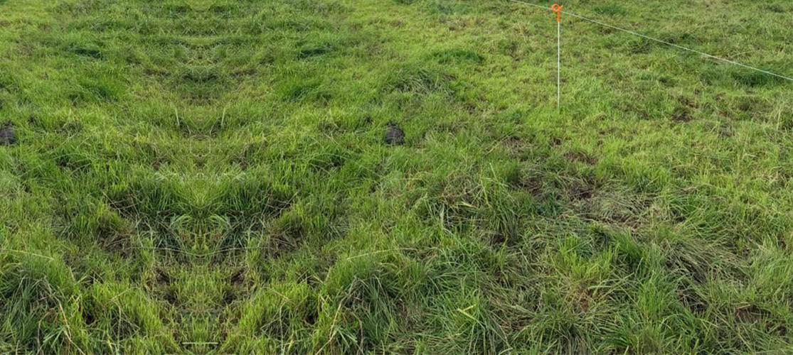 High rainfall making grazing conditions challenging