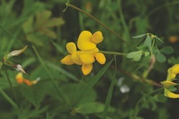 Grass margins in grass fields