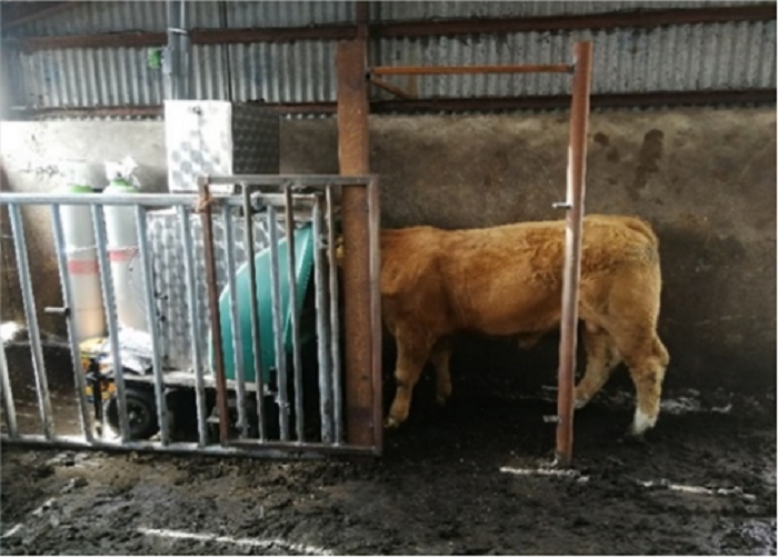 Beef animal using a green feed machine