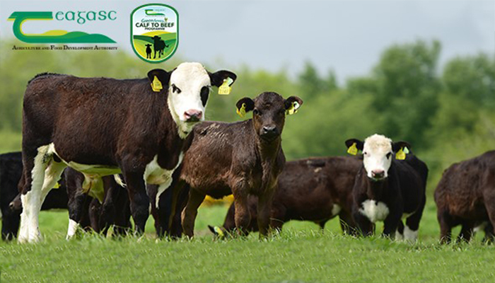 Teagasc Green Acres Calf to Beef Newsletter: Issue 1 - June 2021